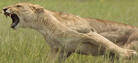 Heaven's Roar - Picture of female lion